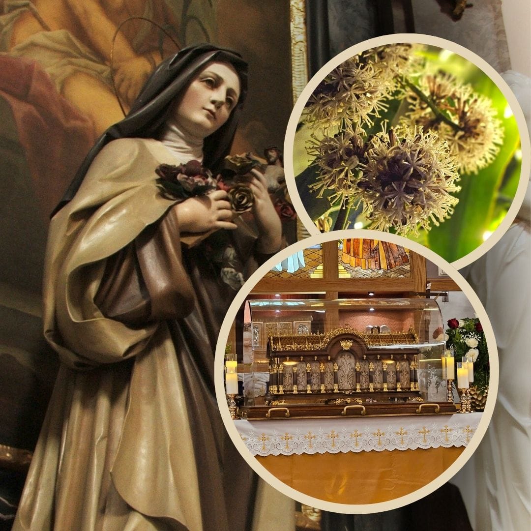 A Sign from Saint Thérèse? Mother Who Lost Baby Sees Surprise Bloom After 200-Mile Relic Pilgrimage