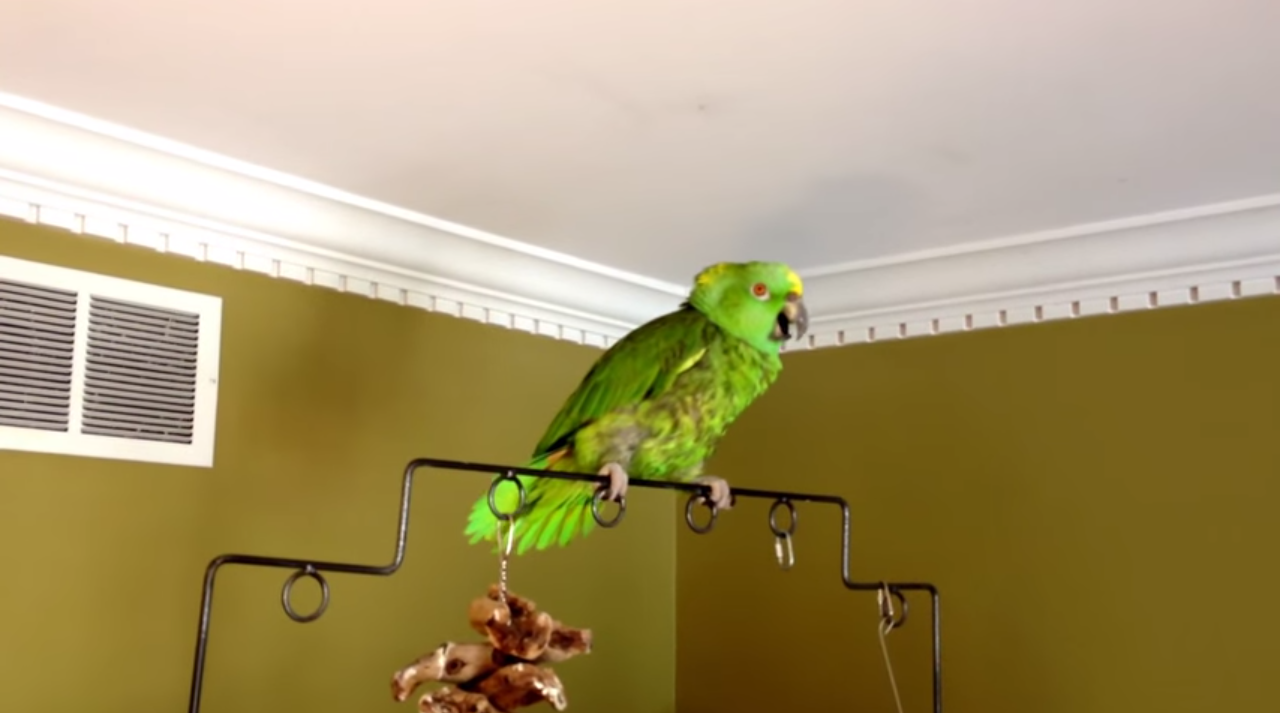 Uncanny: Watch this Parrot Say the "Hail Mary"