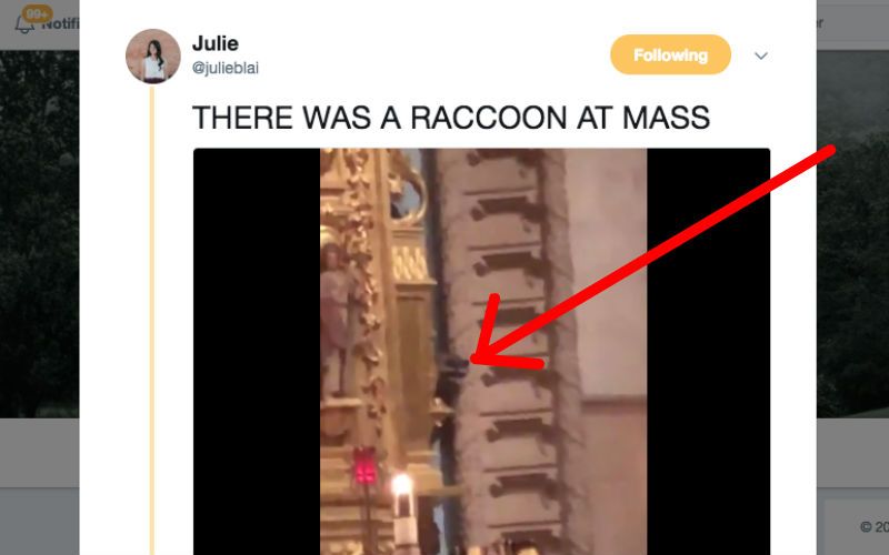 Raccoon Caught on Video Interrupting Mass at University of San Diego in Viral Video