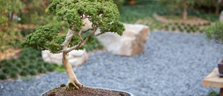 via trappist.net/garden-center-bonsai